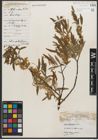 Foto von Salix petiolaris Sm.